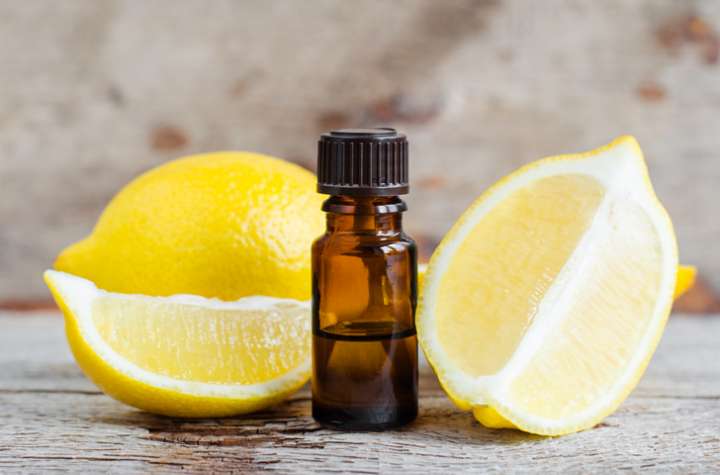 Citron (Citrus limon)