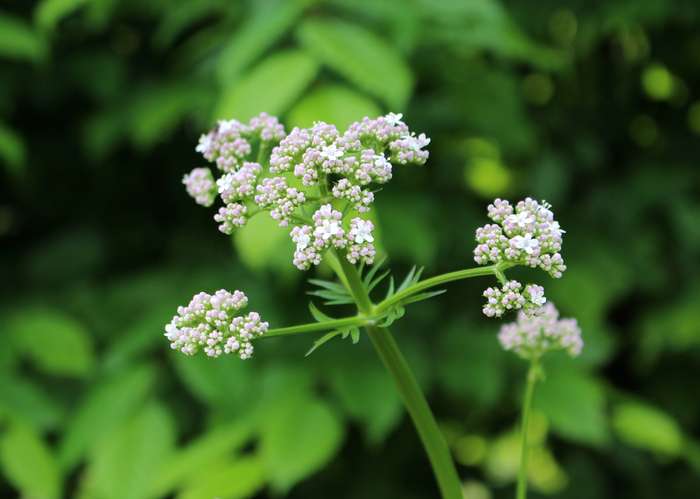 Valériane (Valeriana officinalis L.)
