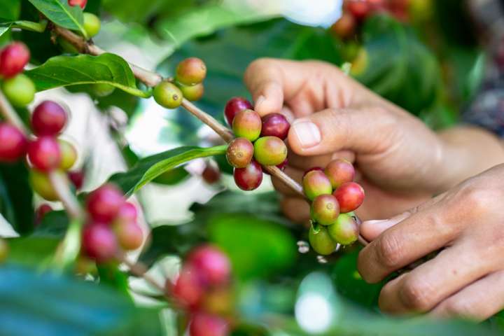 Cueillir sans danger et éviter les plantes toxiques