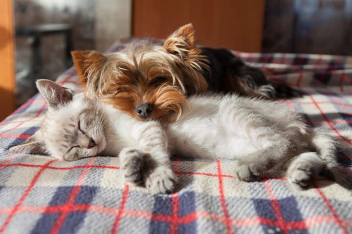 Prévenir et traiter les affections courantes de nos animaux de compagnie