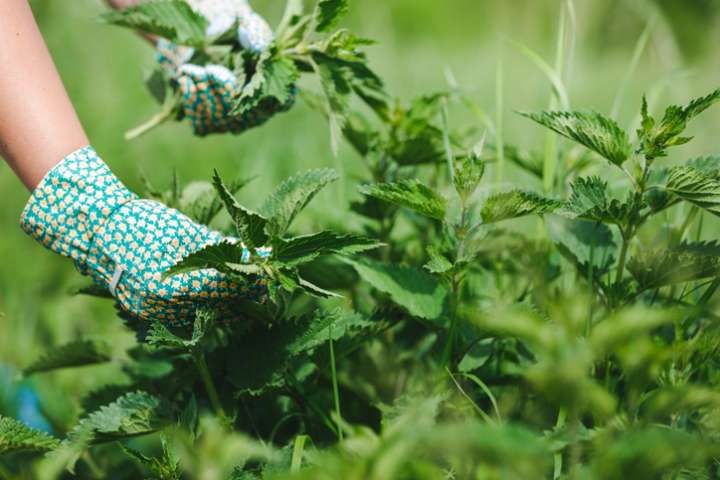 Ortie (Urtica)