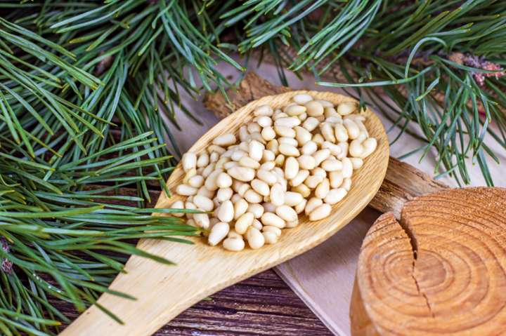 Les vertus santé du pin dans l'alimentation