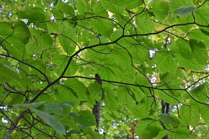 Soulager les hémorroïdes naturellement