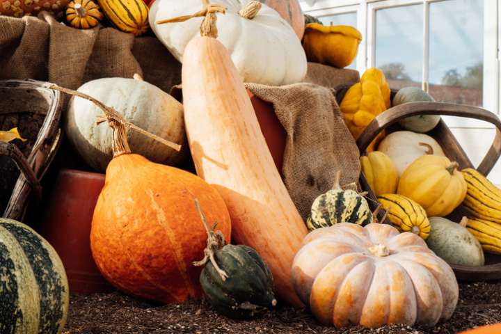 La générosité  des courges d'hiver