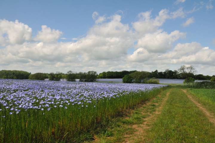 Champs de fleur de lin