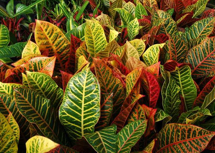 Croton ceanothifolius