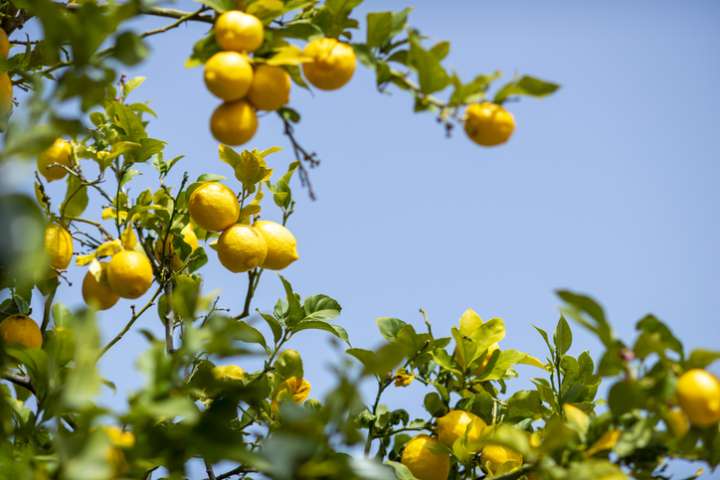 Zeste, jus, pulpe,  le citron est toujours gagnant