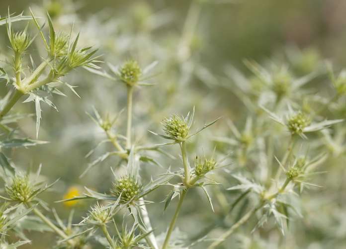 Panicaut champêtre (eryngium campestre)