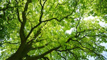 COP16 : des engagements insuffisants pour la biodiversité