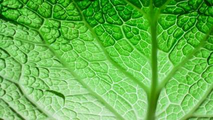 Feuilles de choux