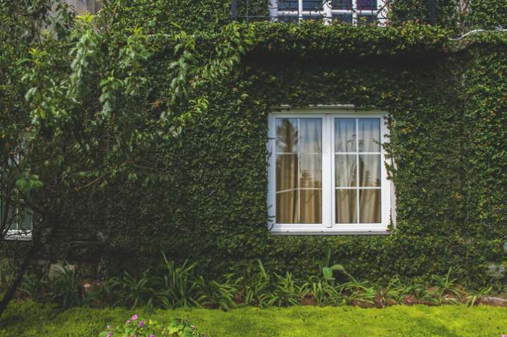 Plantes grimpantes et toits végétalisés - Solutions naturelles pour un intérieur frais en été
