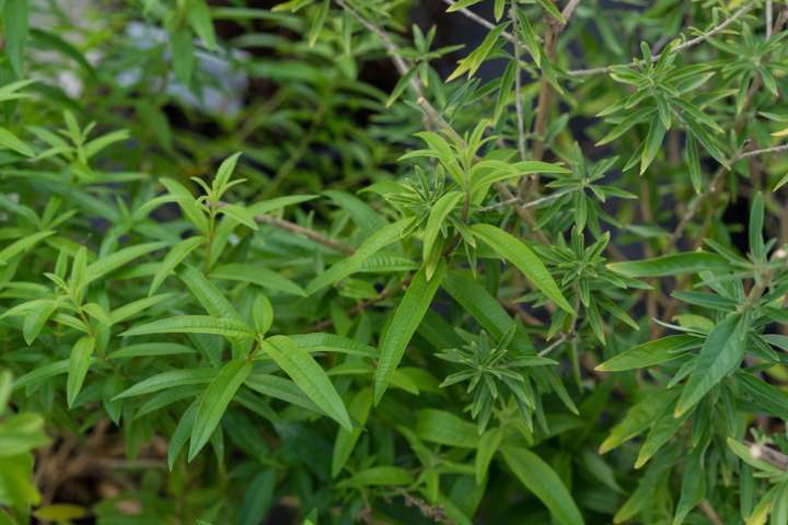 Verveine citronnelle 