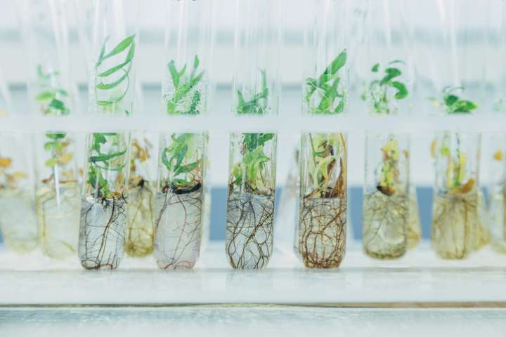 Nouveaux OGM : des chercheurs influencés ?