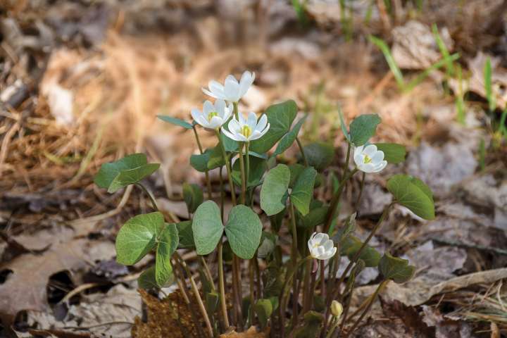 Jeffersonia, la fleur du président