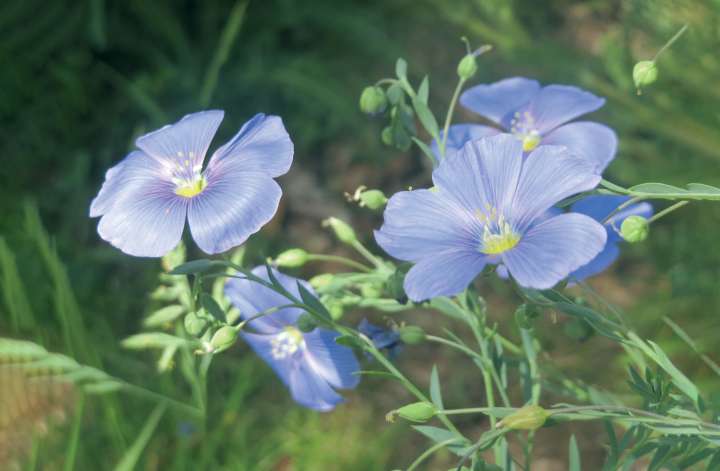 Fleurs de lin