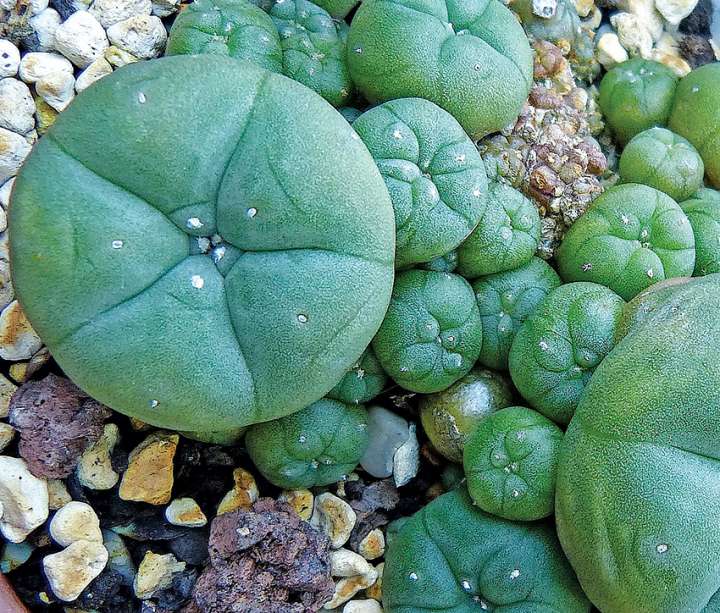 Plantes psychotropes : connues par les chamanes