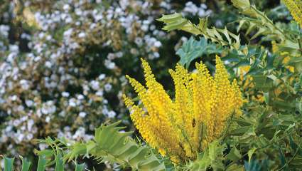 Les mahonias, clin d'œil à la constance d'un jardinier