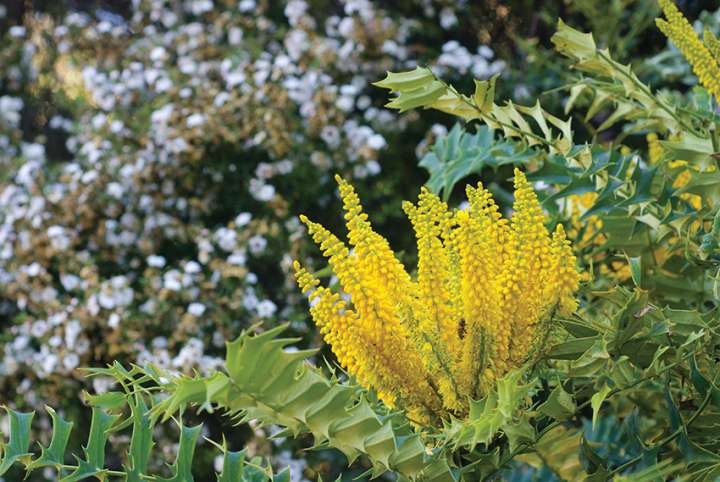Les mahonias, clin d'œil à la constance d'un jardinier