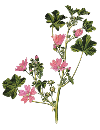 La mauve sylvestre
