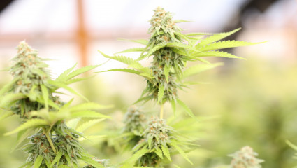 Feuille de cannabis