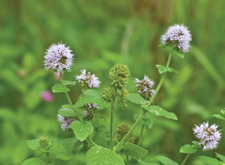 Un composé de la menthe verte comme désherbant ?