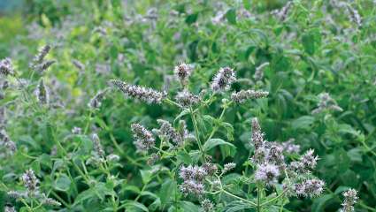 Comment cueillir et préparer menthe sauvage