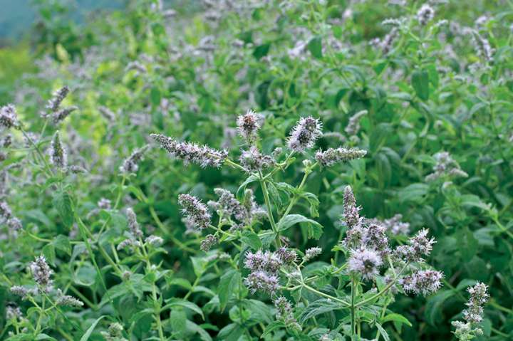 Comment cueillir et préparer menthe sauvage