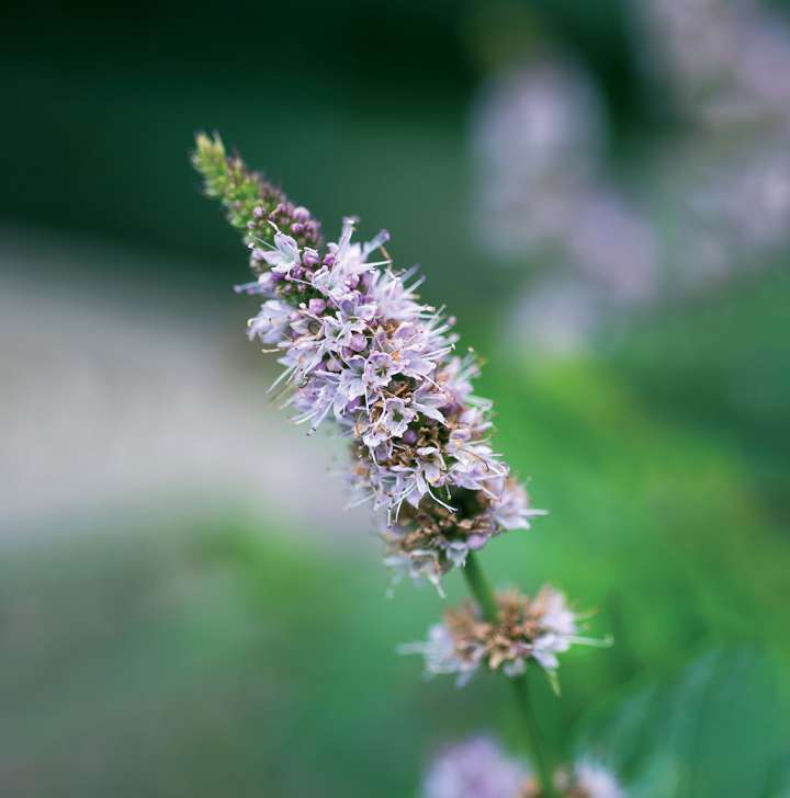 Menthe verte (Mentha spicata)