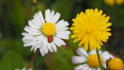 Pâquerette (Bellis perennis)