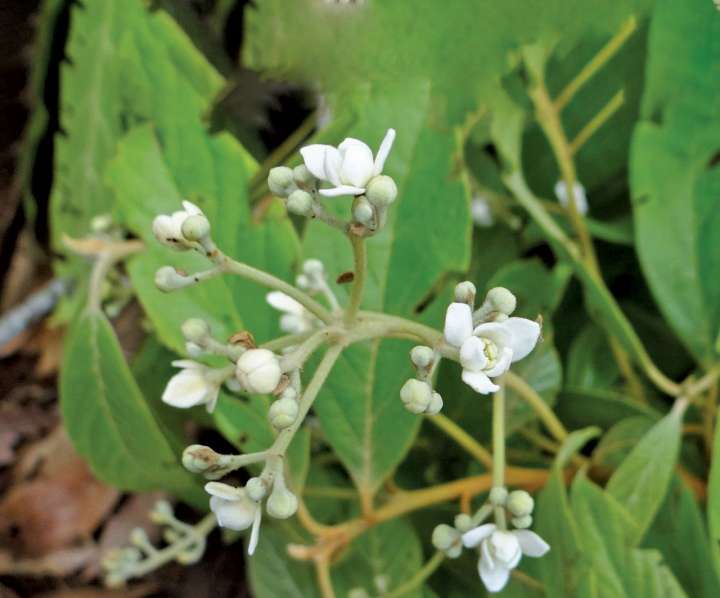 Nectandra leucantha Leishmaniose : une plante brésilienne porteuse d'espoir