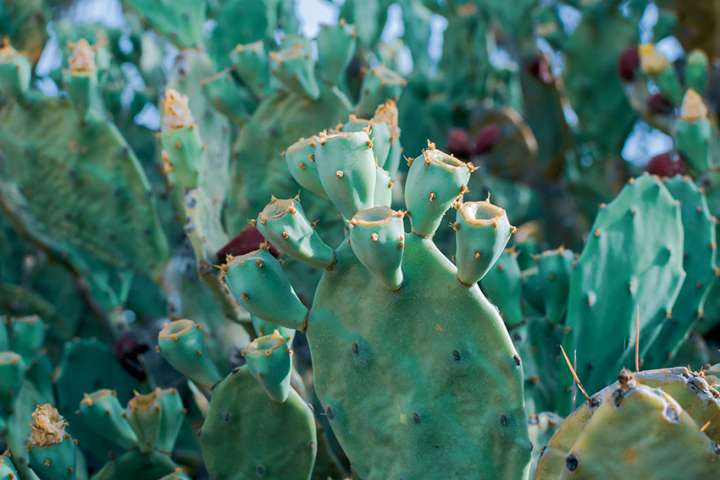 Nopal