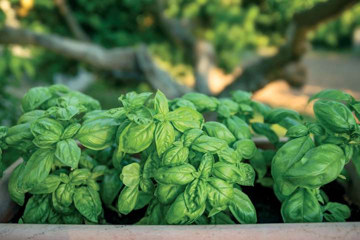 Basilic (Ocimum basilicum)