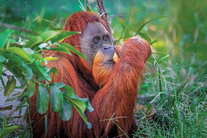 L'orang-outan en blouse blanche