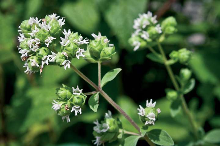 Marjolaine (Origanum majorana)