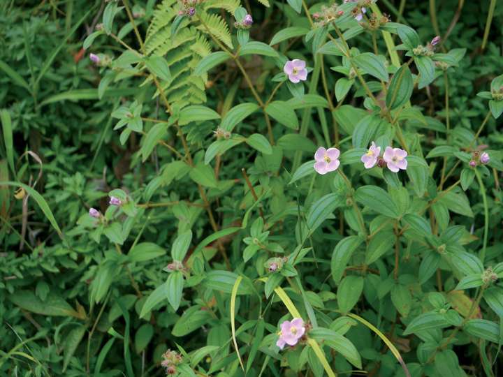 Osbeckia octandra