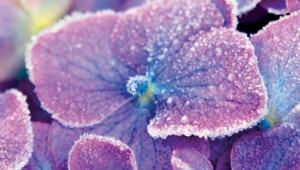 Hydrangea