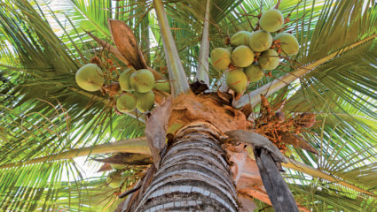 Noix de coco