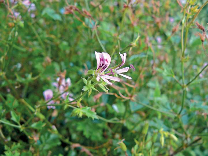 Le géranium rosat défend votre peau