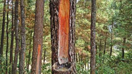 Pin maritime (pinus pinaster)