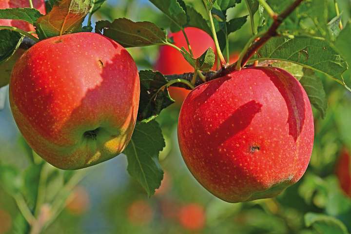 Pommes