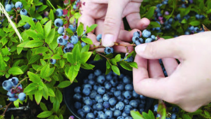 Comment utiliser les fruits secs pour sa santé ?