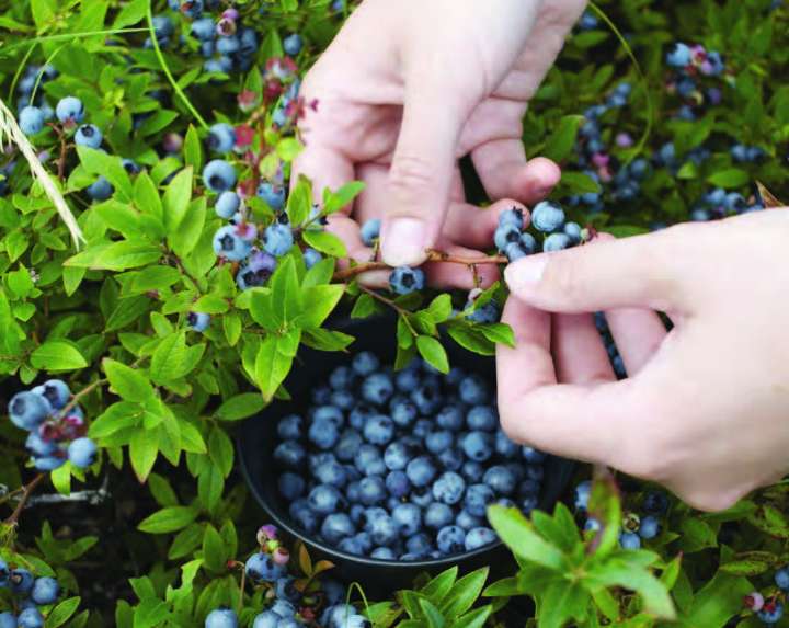 Comment utiliser les fruits secs pour sa santé ?