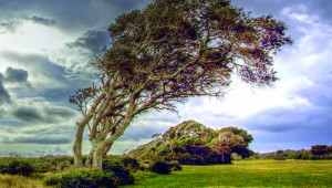 Nature