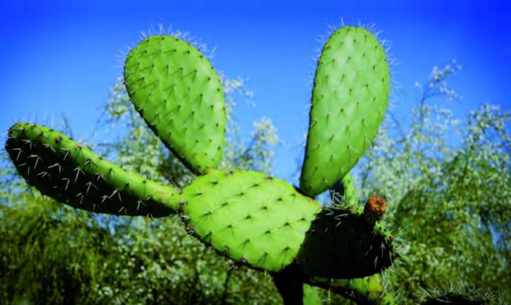 Cactus