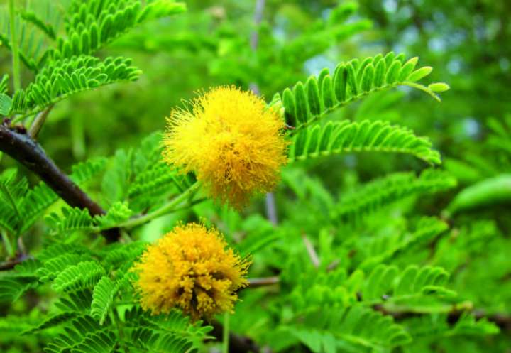 Cassie ancienne, royvazaha en malgache, Vachellia farnesiana