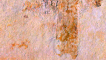 Champignon fossile