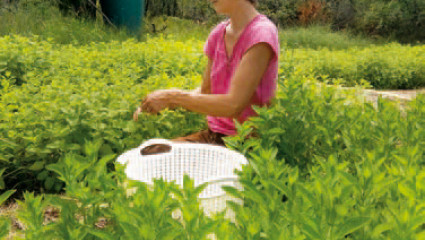 Olivia Désir, Jardin dÔ