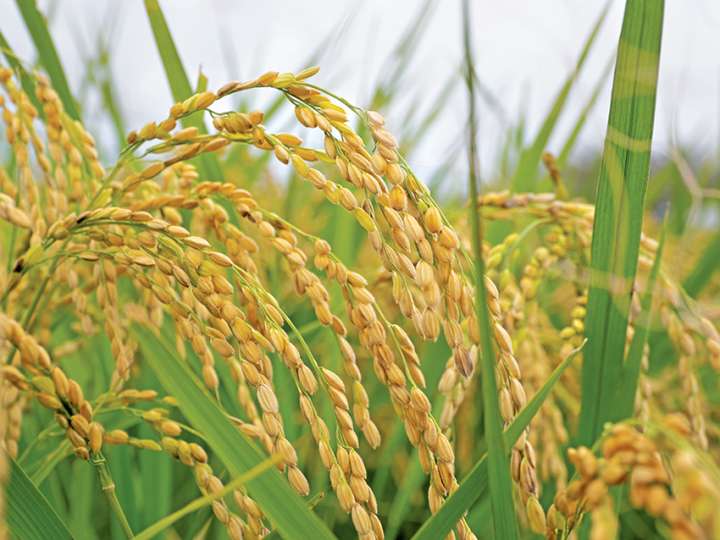 Son de riz : propriétés, bienfaits et utilisations santé et beauté