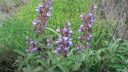 Sauge (salvia officinalis)