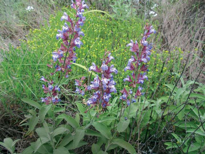 Sauge (salvia officinalis)